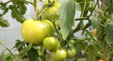 Použití jedlé sody na rajčata